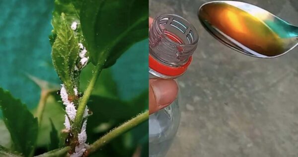 Mealybug, como prevenir e tratar rapidamente: você se livra dela assim