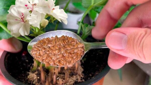 Mesmo flores que não desabrocham há anos vão ressurgir: 1 colher de sopa em cada planta é suficiente