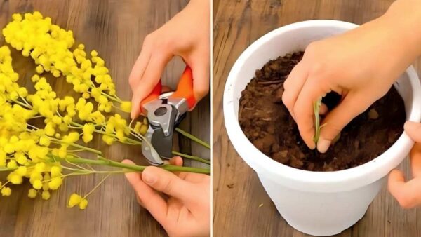 Mimosa, não jogue fora: o raminho é suficiente para criar uma planta maravilhosa