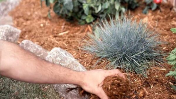 Minha primeira horta orgânica: por onde devo começar?