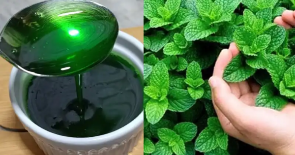 Mint Magic: 8 razões para cultivar hortelã