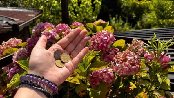 Moedas de cobre nas flores do jardim: único o que acontece em 1 mês