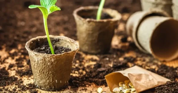 Molhar as sementes antes de semear: por que é essencial para uma semeadura bem-sucedida