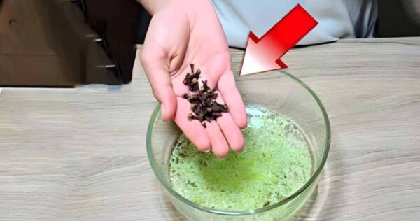 Moscas, insetos e formigas nunca mais entrarão em sua casa: a poderosa mistura