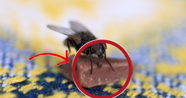 Moscas: o método natural supereficaz para assustá-las sem pesticidas