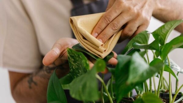 Moscas terrestres: por que e como se livrar delas