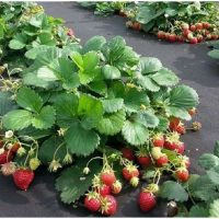 Método chinês de plantar morangos – para uma colheita abundante!