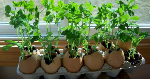 Método de germinação de sementes em casca de ovo, fácil e cheio de nutrientes