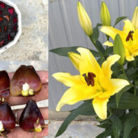 Método de propagação de lírios: permite obter um grande número de lírios jovens a partir de um único bulbo maduro!