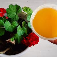 Métodos simples para combater moscas brancas em vasos de plantas!