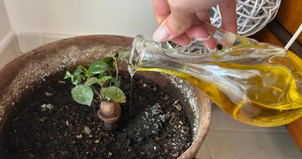 Muitos começaram a derramar azeite nas plantas: o motivo inesperado
