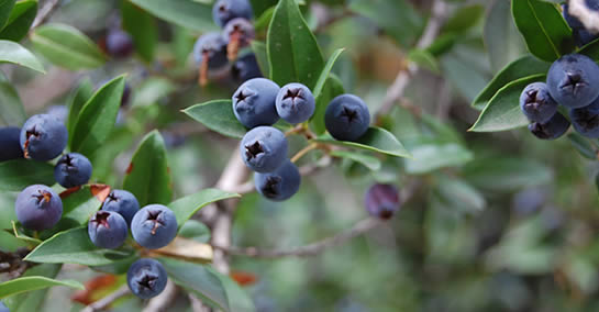 Murta: expectorante, combate infecções urinárias, acne e parasitas intestinais