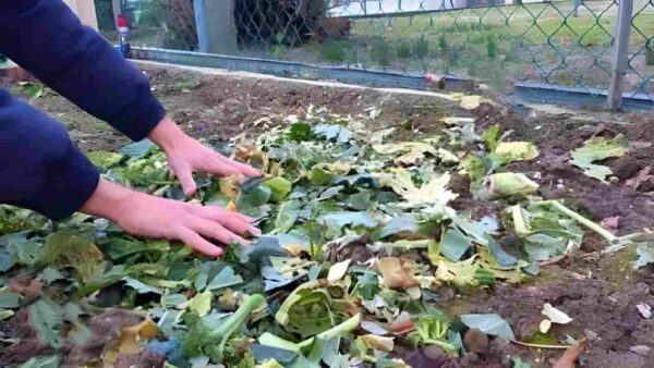 NÃO JOGUE FORA RESTOS DE PLANTAS DE JARDIM, ELAS VALEM OURO SE VOCÊ REAPROVEITÁ-LAS ASSIM