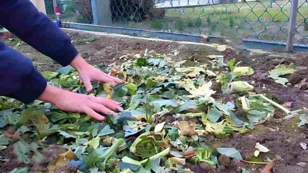 Restos de plantas Restos de plantas