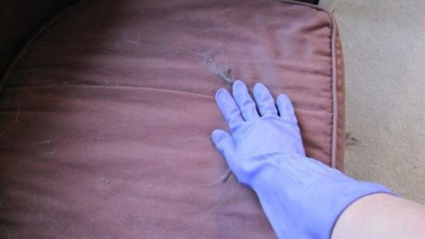 Nada de pelos de gato e cachorro no sofá com essa dica das empresas de limpeza