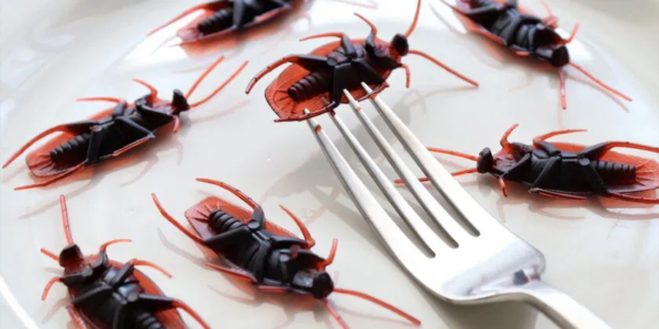 Não apenas vinagre para eliminar baratas em casa com métodos naturais: aqui estão 4 truques desconhecidos!