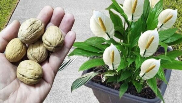 Não as deite fora, são ouro para o crescimento das suas plantas: florescerão num instante