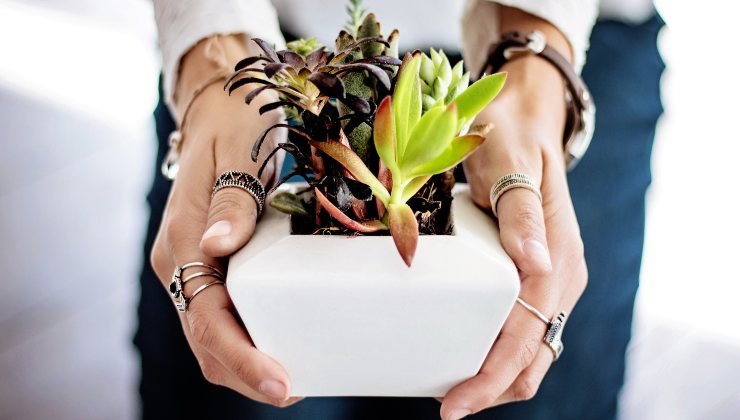 Plantas: o ingrediente para fazê-las crescer fortes e robustas