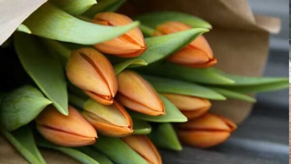 Não caia na armadilha: por que comprar tulipas agora não é a melhor ideia!