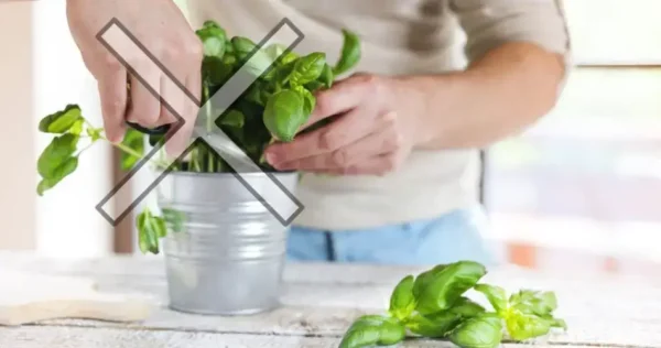 Não cometa este erro ao colher o manjericão: ele seca em 7 dias