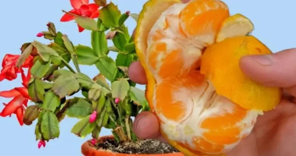 Não demorou muito para florescer a noite toda: resultado garantido