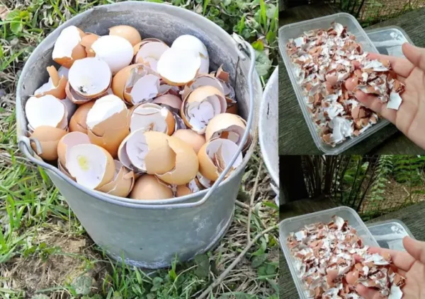 Não desperdice esta preciosa fonte de ouro em suas plantas; Aqui porque