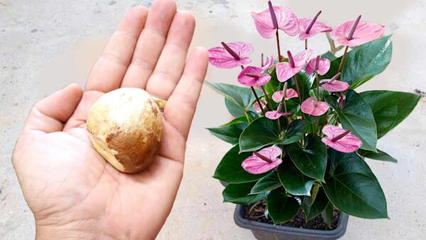 Não desperdice mais, jogar fora é um erro: use para plantas na varanda e no jardim