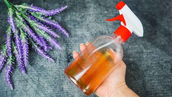 Não desperdice seu dinheiro, prepare este repelente natural de mosquitos para afastá-los instantaneamente