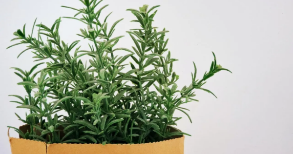 Não funciona apenas para as suas receitas, os outros benefícios de ter alecrim no seu jardim