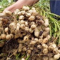 Não há nada mais fácil do que cultivar amendoim em casa!