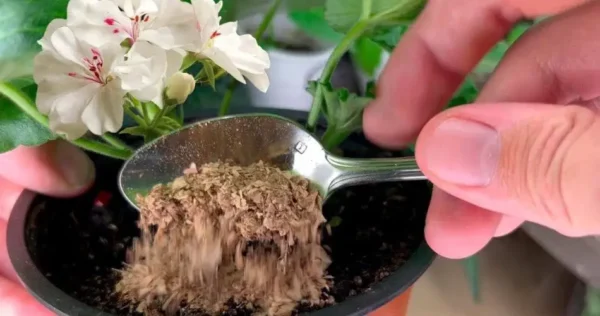 No inverno, coloque uma colher embaixo de cada flor da casa e ela florescerá magicamente.