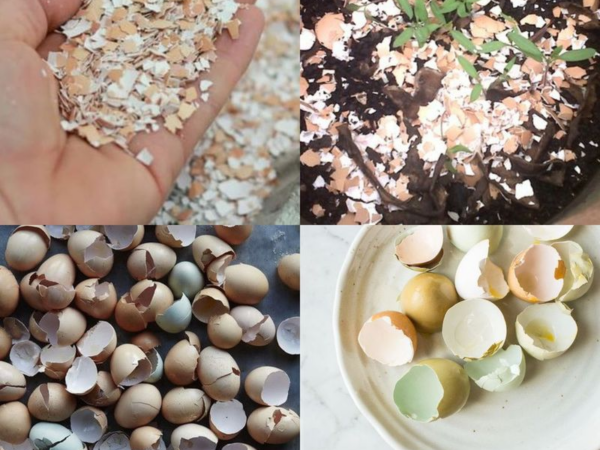 Não jogue fora, aqui estão os ótimos usos para cascas de ovos