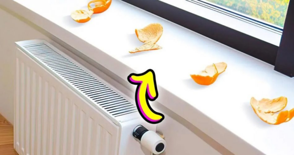 Não jogue fora as cascas de clementina, coloque-as no parapeito da janela para resolver um grande problema