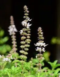 Não jogue fora as flores secas de manjericão! Salve-os para a próxima temporada!