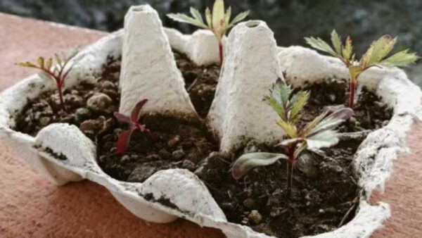 Não jogue fora: faça seus próprios vasos de viveiro com uma caixa de ovos