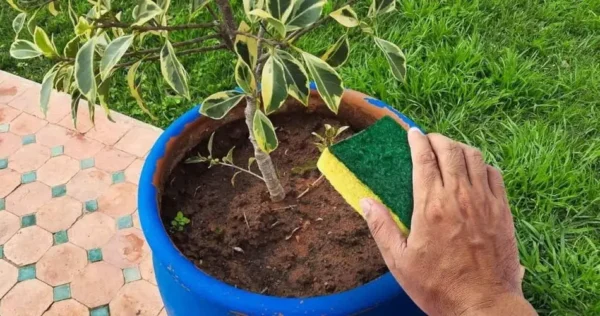 Não jogue fora suas velhas esponjas de cozinha: elas podem proteger e cultivar suas plantas