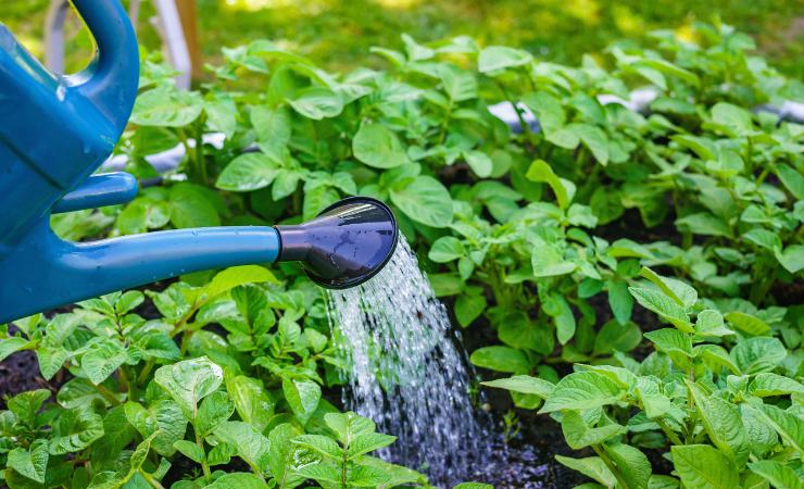 Regando plantas Regando plantas