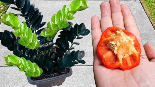 Não jogue fora, vale seu peso em ouro para as plantas: você as verá crescer visivelmente