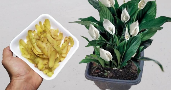 Não jogue fora, você ficará surpreso com todos os benefícios para as plantas