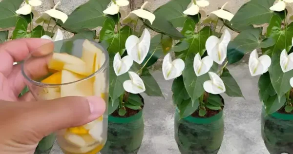 Não jogue mais fora, vale ouro para as plantas: elas vão crescer por cerca de dez anos