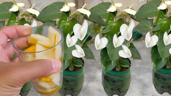 Não jogue mais fora, vale ouro para as plantas: elas vão crescer por cerca de dez anos