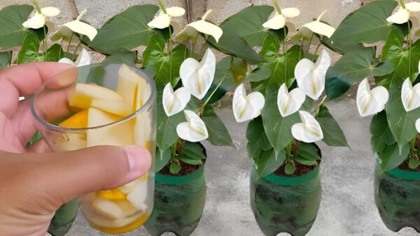 Não jogue mais fora, vale ouro para as plantas: elas vão crescer por cerca de dez anos