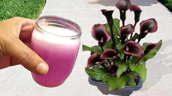 Não jogue mais fora, vale ouro para suas plantas: use no jardim