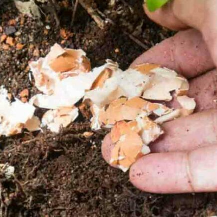 Não perca estes fertilizantes caseiros para o cultivo de frutas cítricas