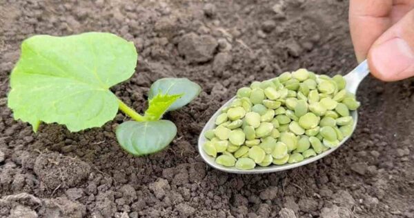 Não plante pepinos sem este ingrediente, duplique sua colheita instantaneamente