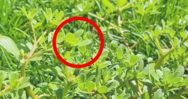 Não rasgue se vir no jardim, vale ouro: infelizmente pouca gente sabe disso