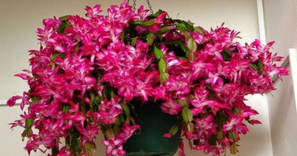 Não só a poinsétia: plantas para ter em casa nas férias de Natal