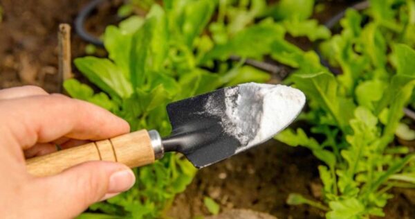 Não só afasta as pragas, mas também elimina as ervas daninhas: o ingrediente “mágico”