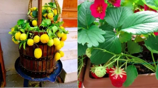 Não tem um grande jardim? Aqui estão 4 frutas compatíveis com a varanda