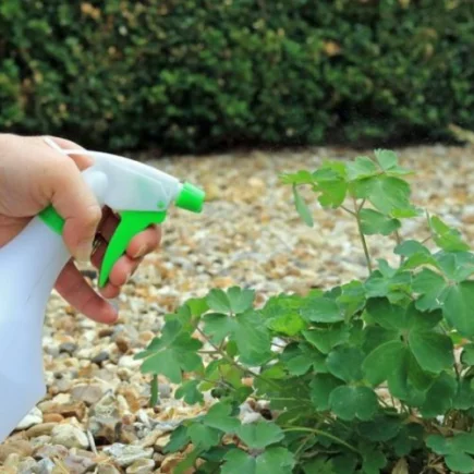 Nossa receita de herbicida caseiro com vinagre branco para um jardim saudável e natural!